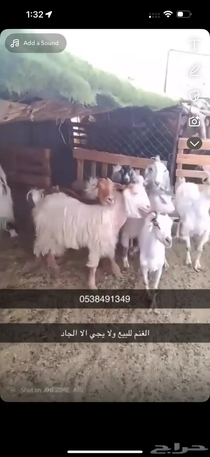 غنم نجدي 1