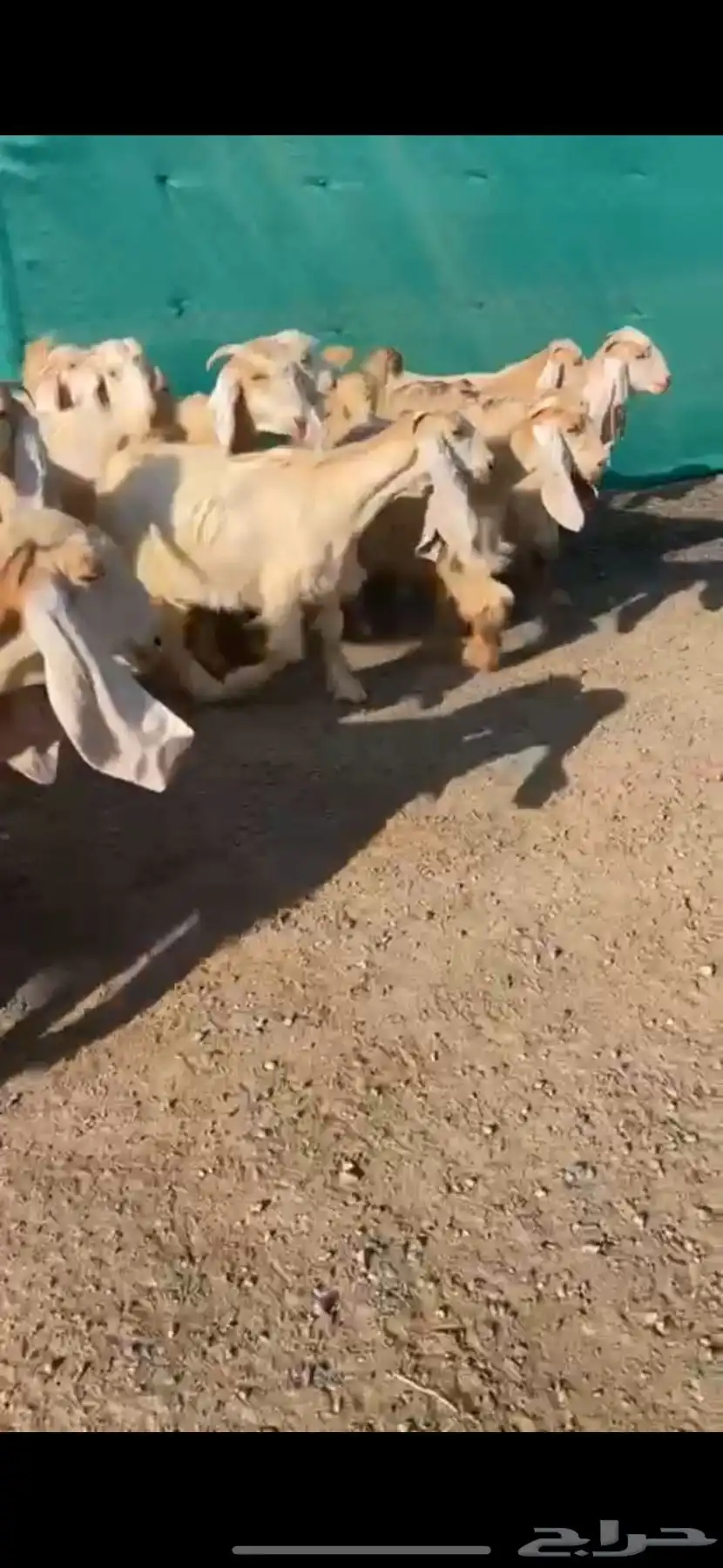 جفرات عوارض صفر نوادر 5