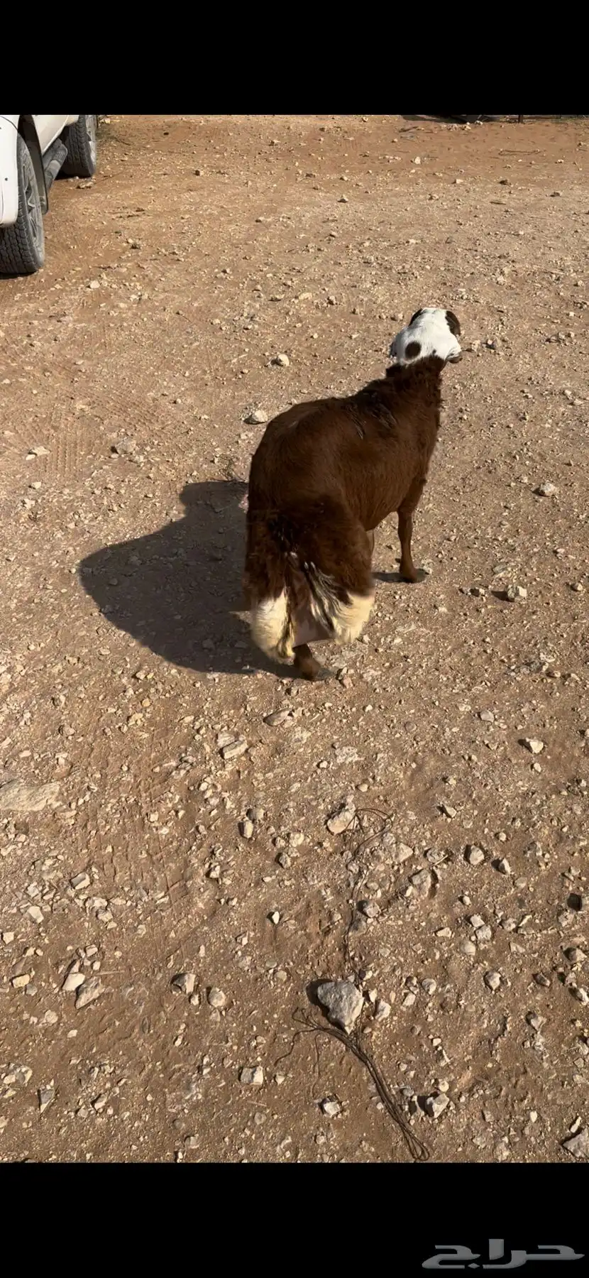البيع خروف رفيدي سنه جذع ظهره حد الغلاق وطرفه كفو وسليم 1