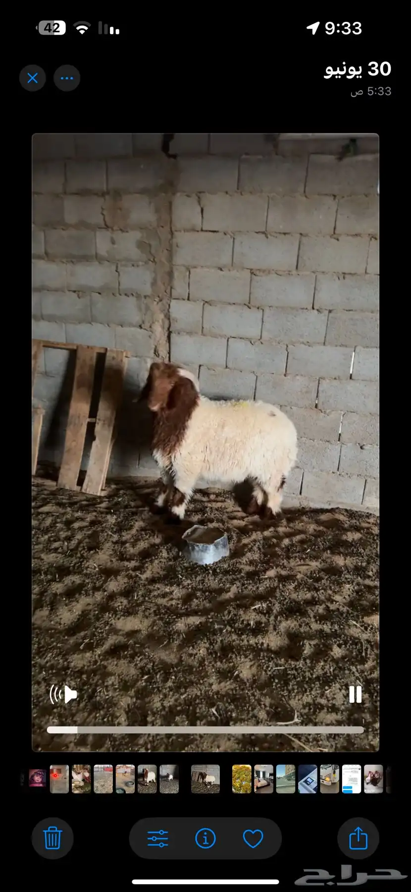 خروف نعيمي ( هرفي ) 0