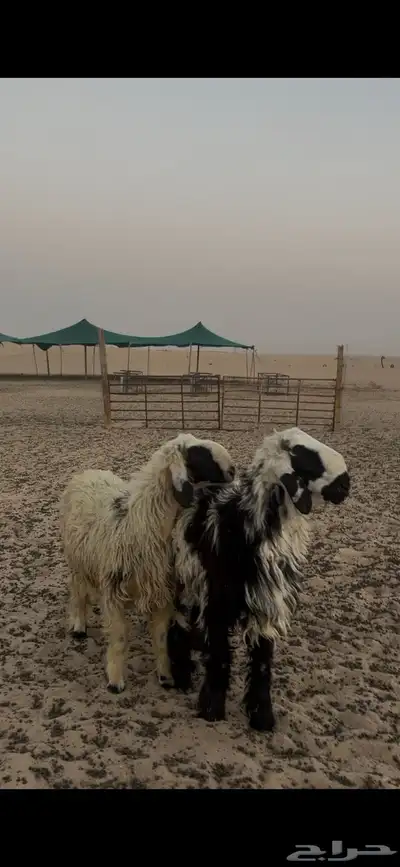 خرفان دعويات 3