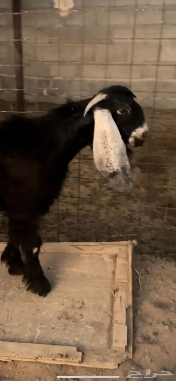 تيس مشروع فحل عارضي صنف تم البيع 1