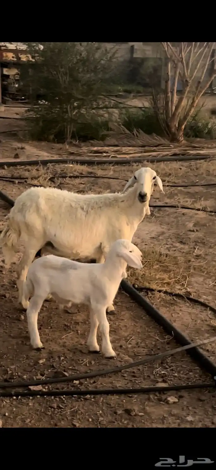 نعجه حريه تامه والد معها خروف تم البيع 0