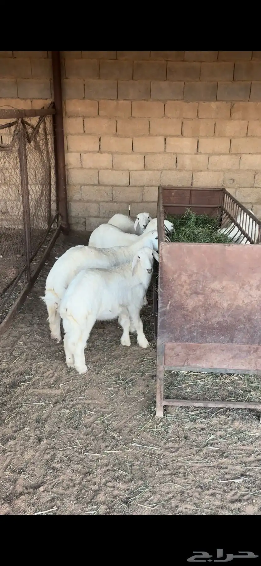 6 خرفان و ثنتين رخال 1