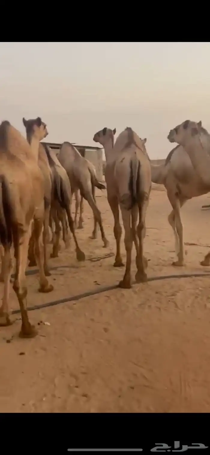 قعدان للبيع 0