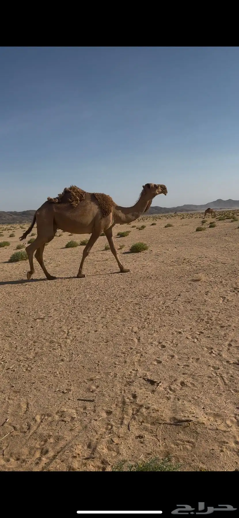 الموقع الدوادمي الشعراء 3