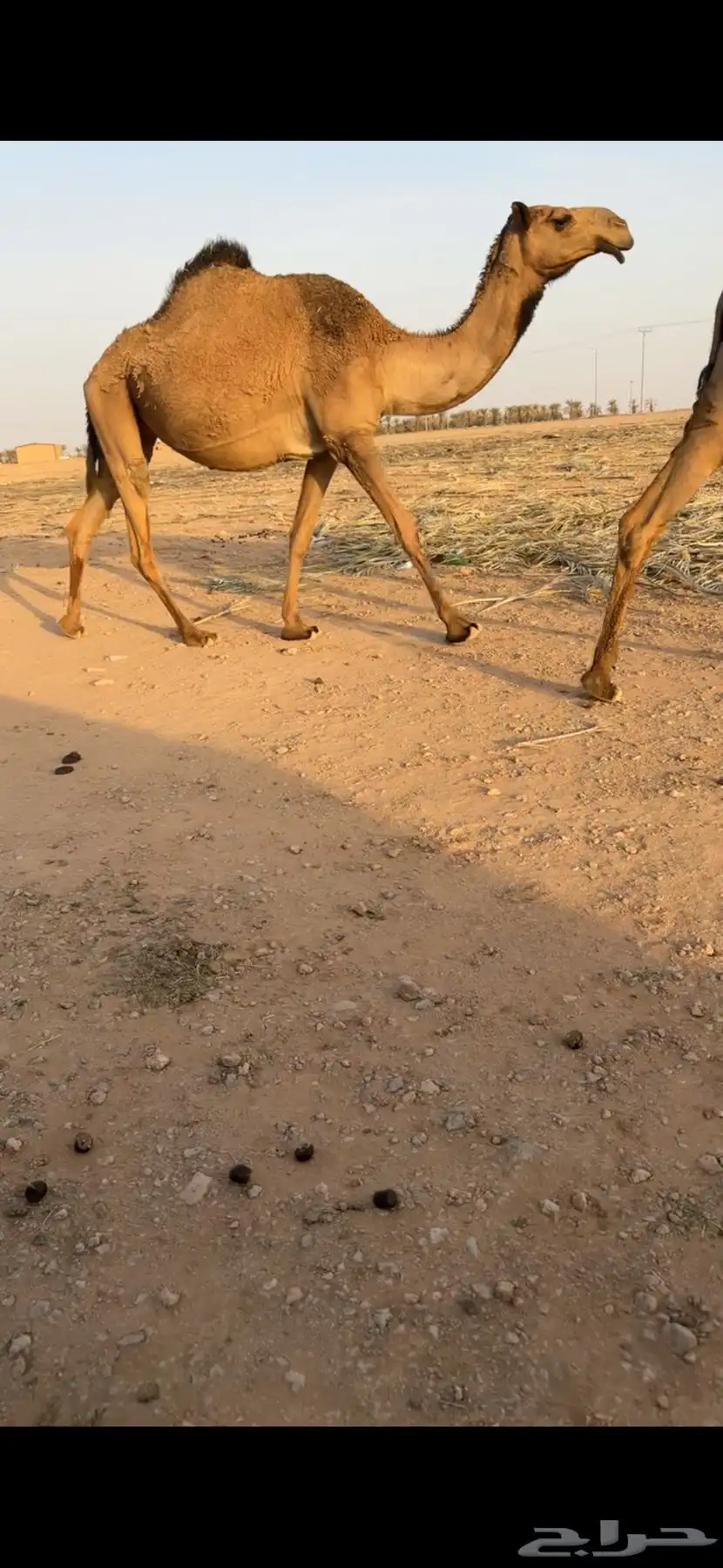 لقحه صفرا ثنيه 0