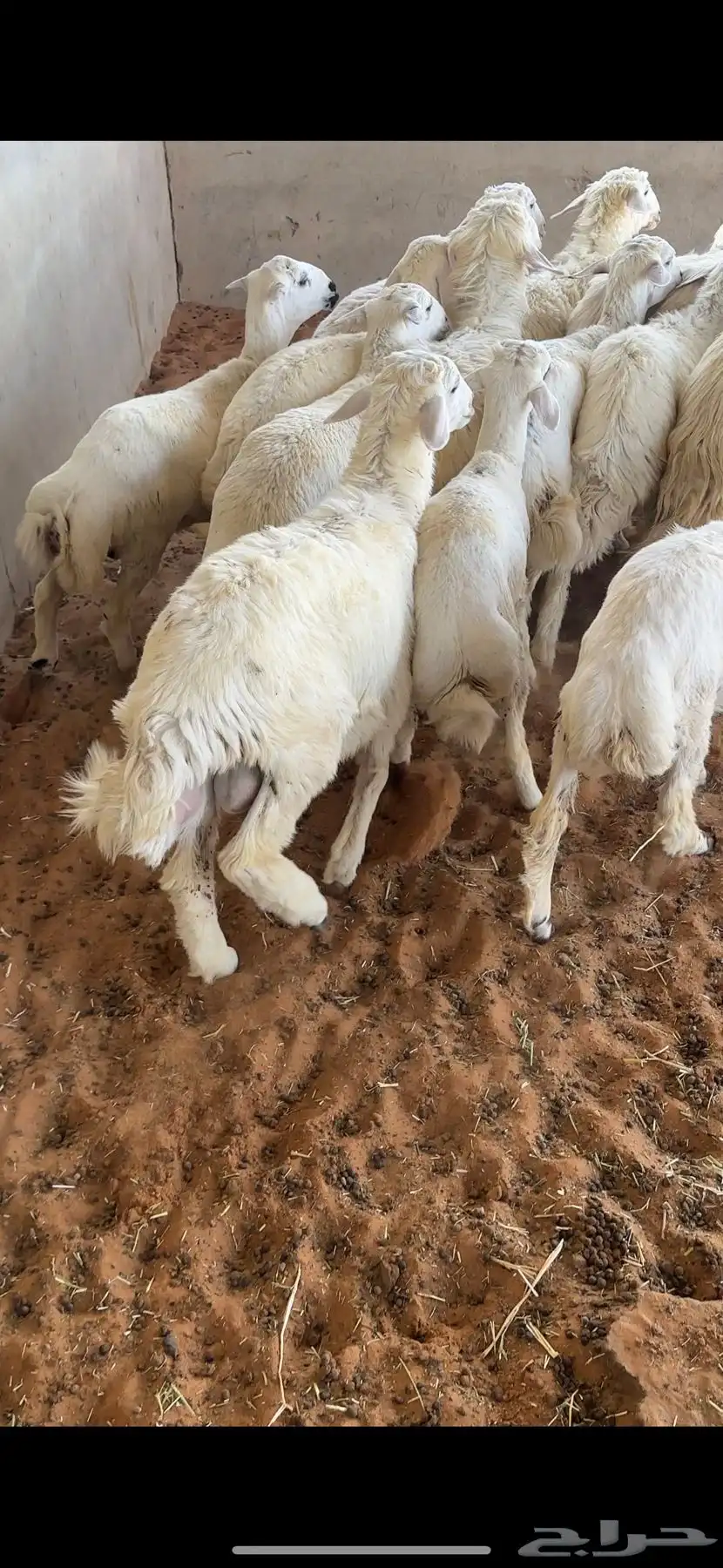 بهم العدد 15 2