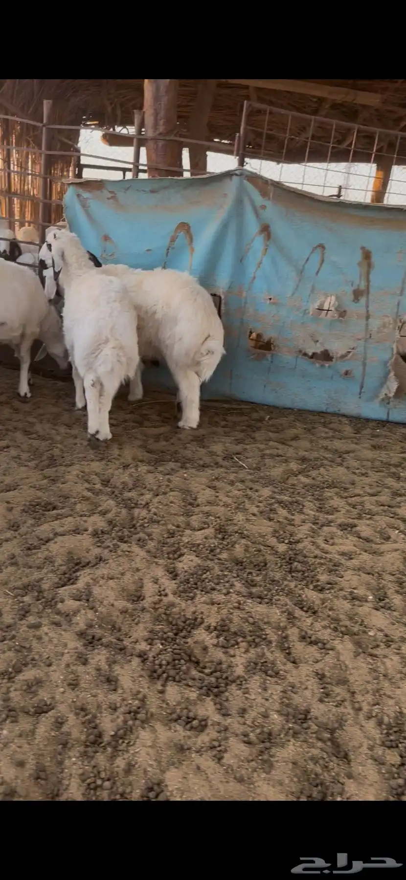 طليان طيبة 0