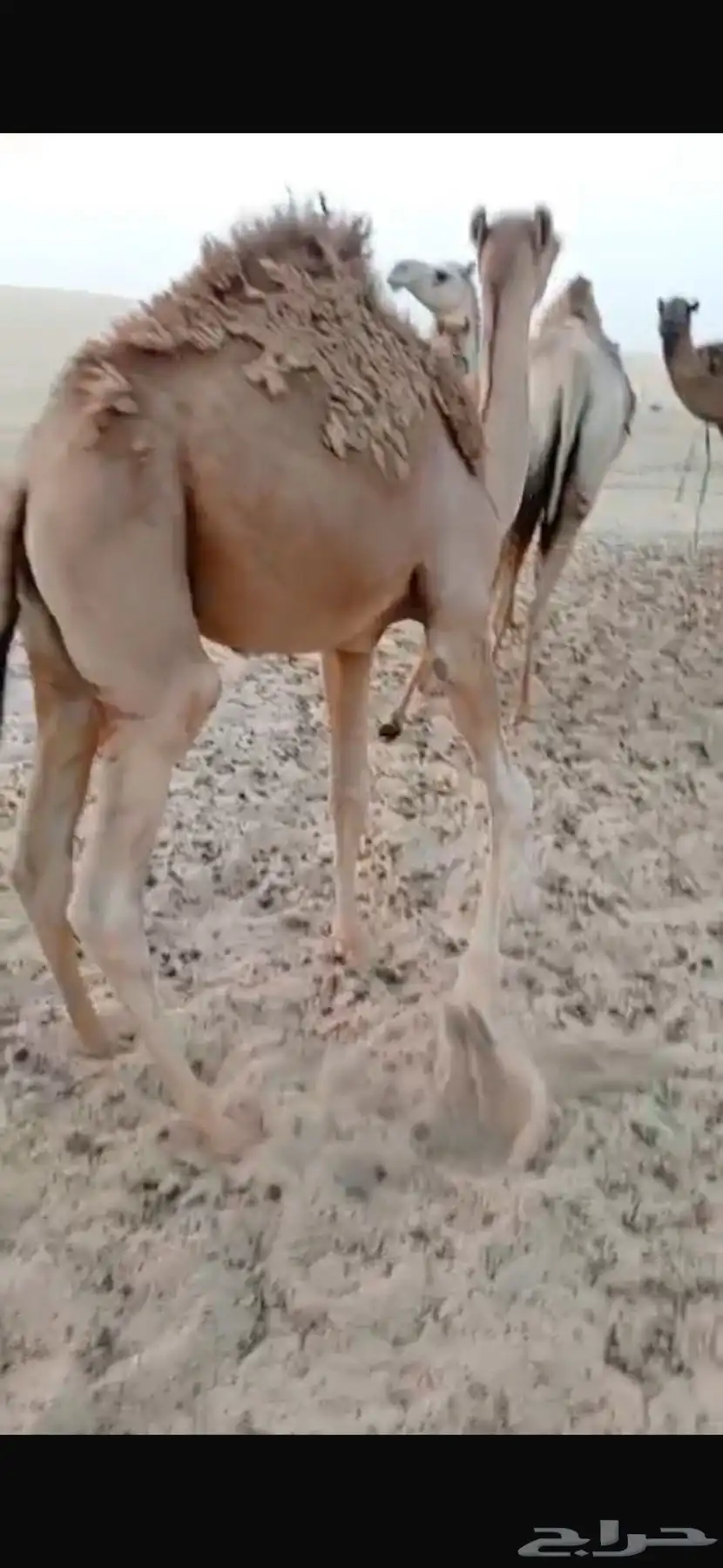 طريق الرياض السريع بعد كبري الهزاع 0