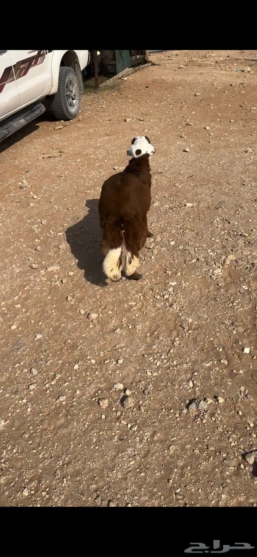 البيع خروف رفيدي سنه جذع ظهره حد الغلاق وطرفه كفو وسليم 3