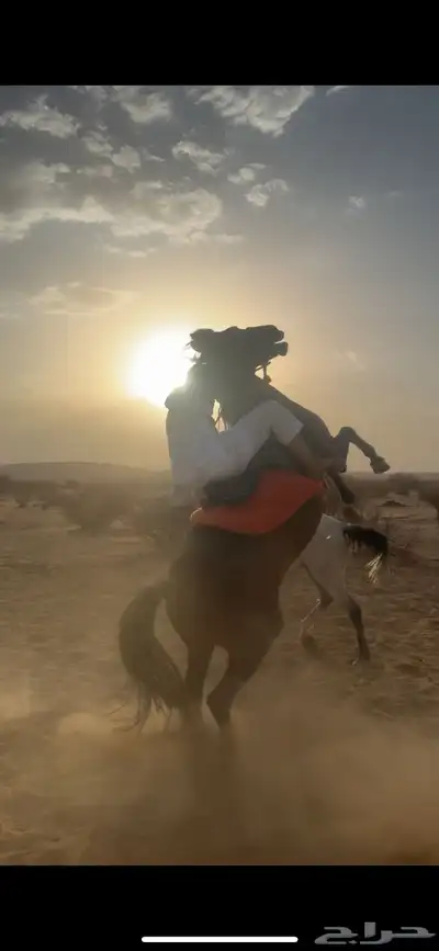 فرس شعبيه 2