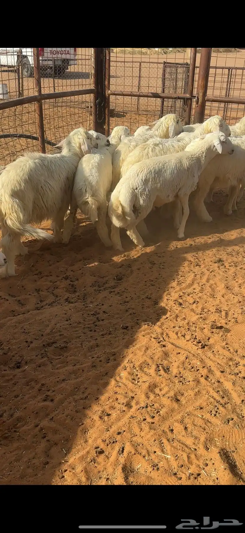 بهم العدد 15 0