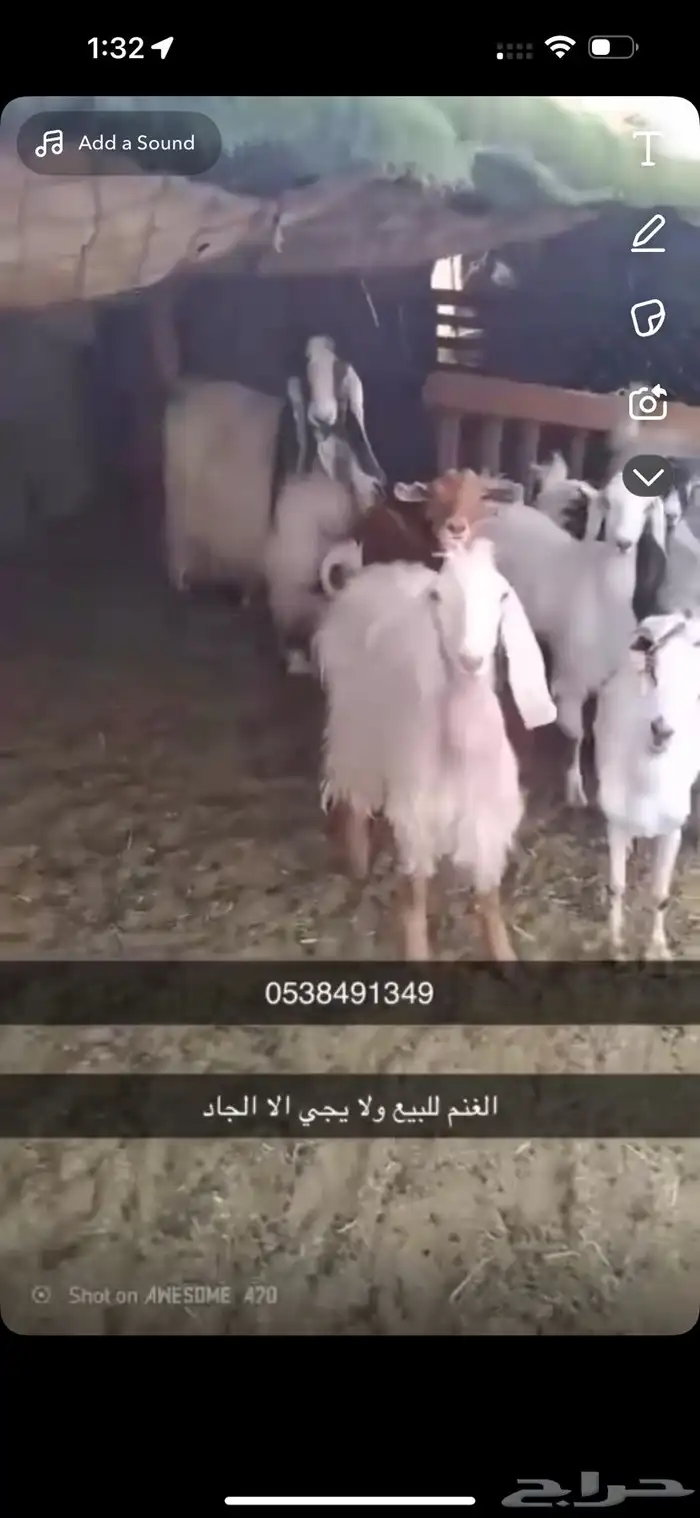 غنم نجدي 0