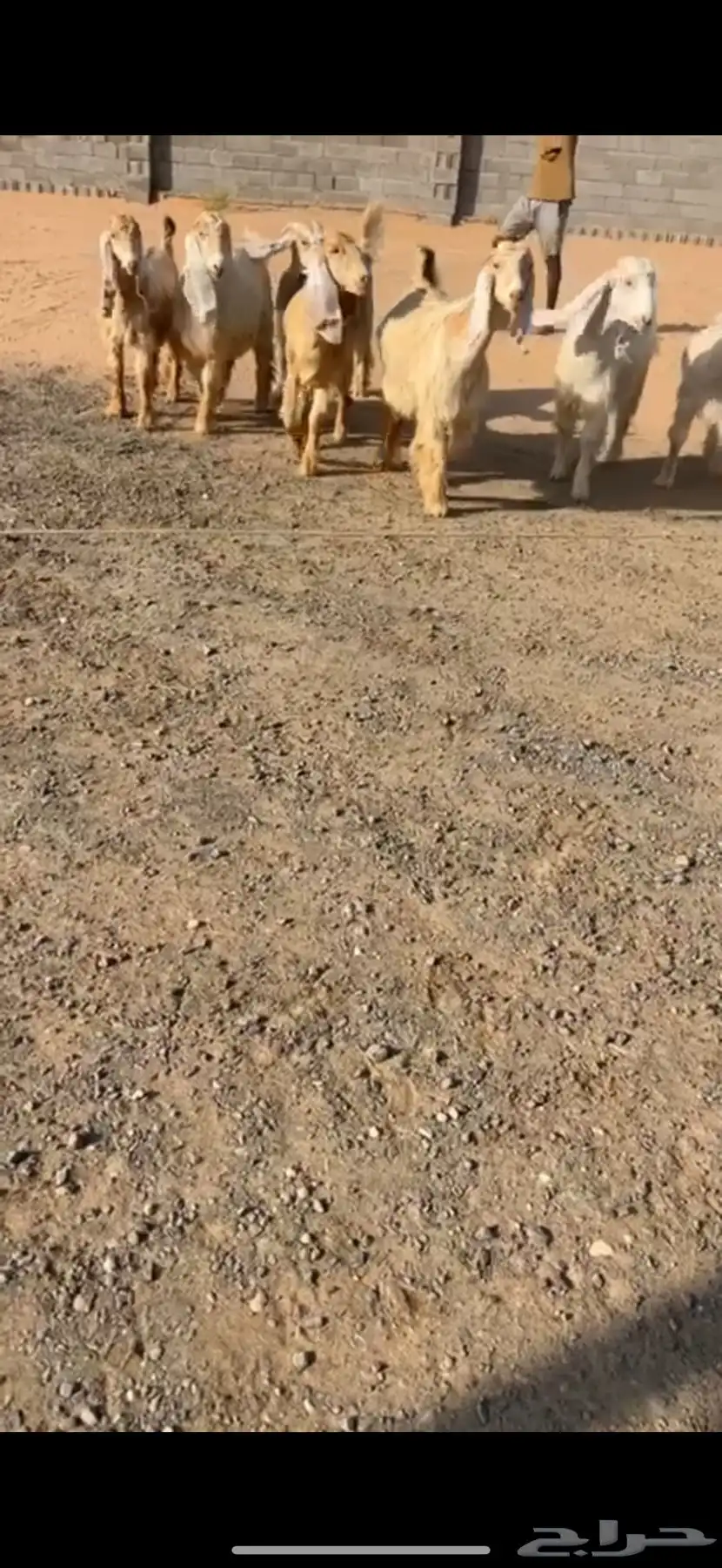 جفرات عوارض صفر نوادر 4