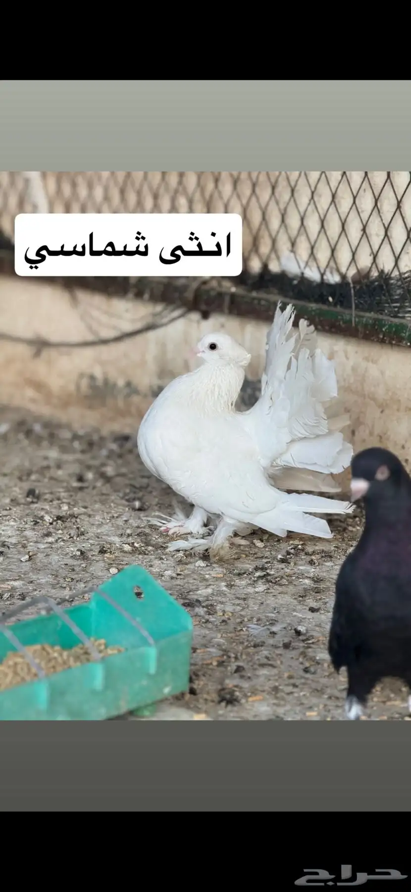 حمام شماسي باكستاني صنعاوي 7