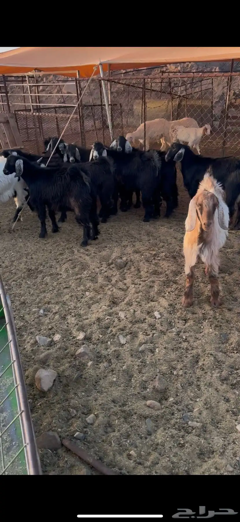 تيوس فل شحم للبيع 2