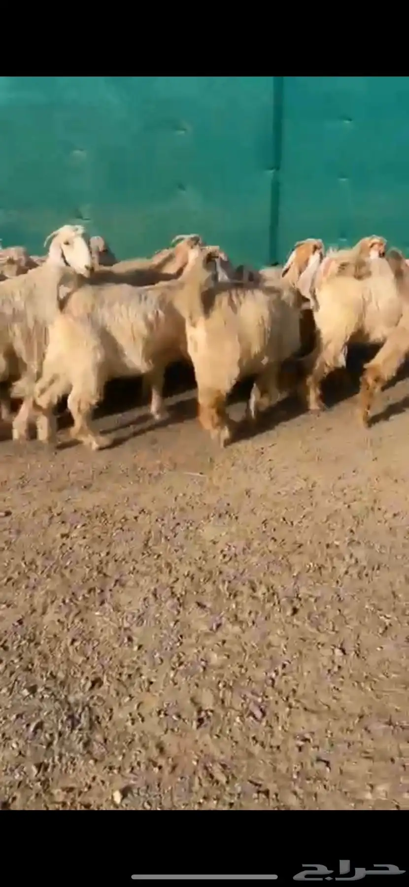 جفرات عوارض صفر نوادر 1