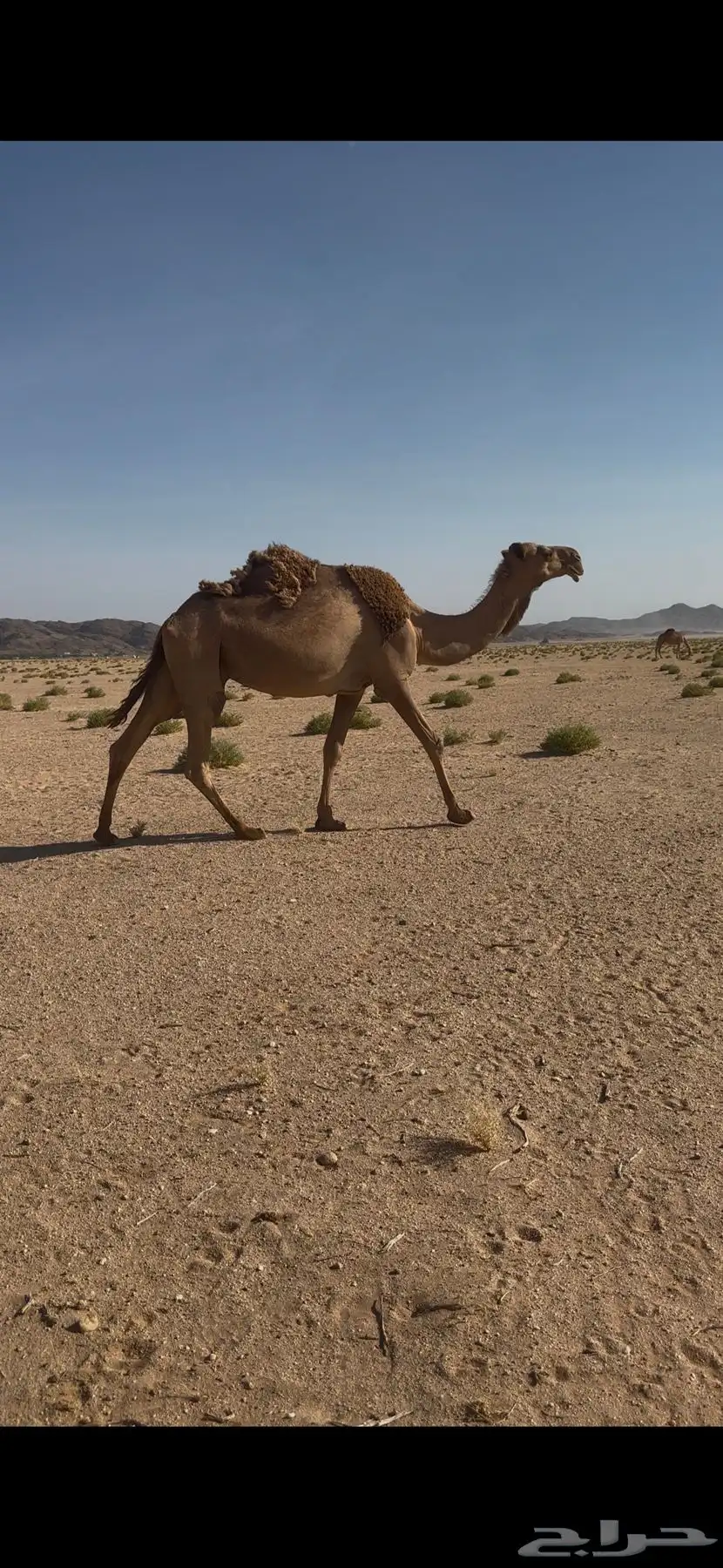 الموقع الدوادمي الشعراء 0