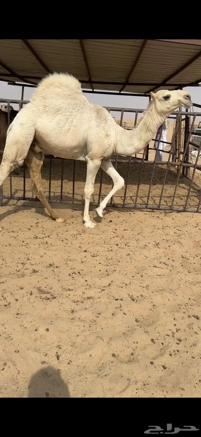 قعود كفووو للبيع رقم الجوآل 2