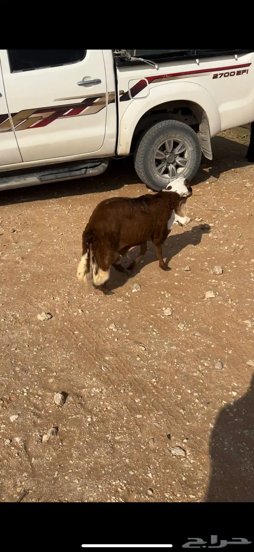 البيع خروف رفيدي سنه جذع ظهره حد الغلاق وطرفه كفو وسليم 5