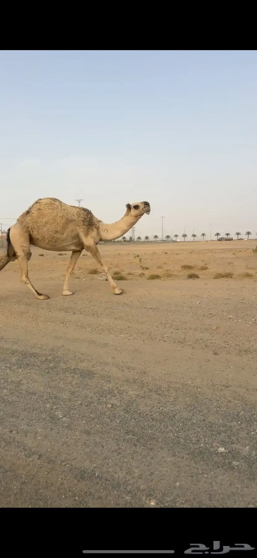للبيع لقحه منتصفه في القاح 2
