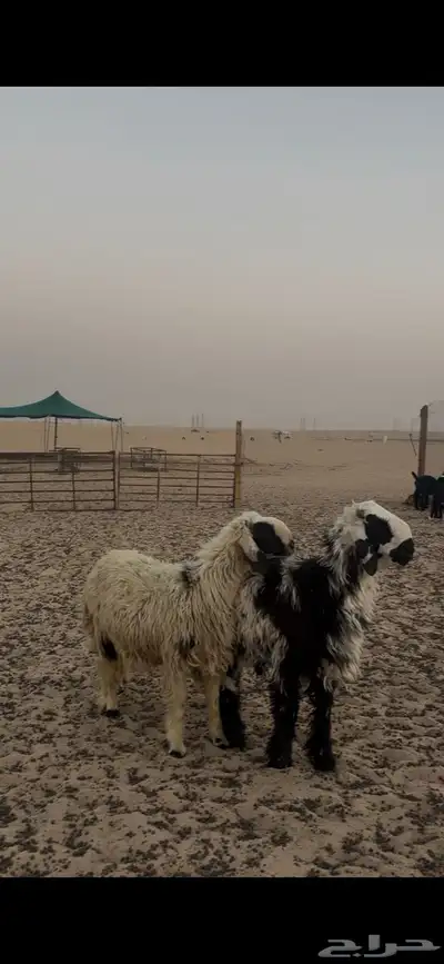 خرفان دعويات 2
