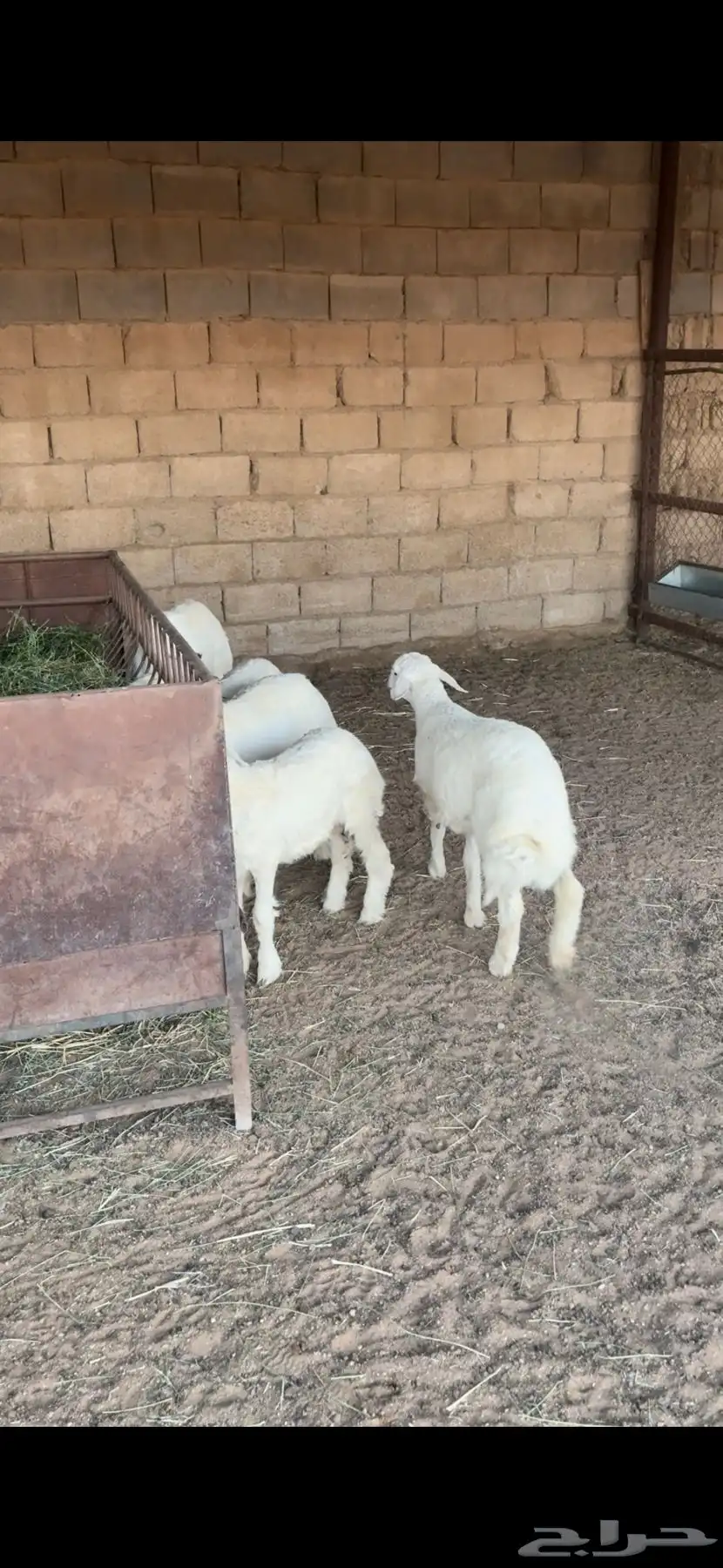 6 خرفان و ثنتين رخال 0