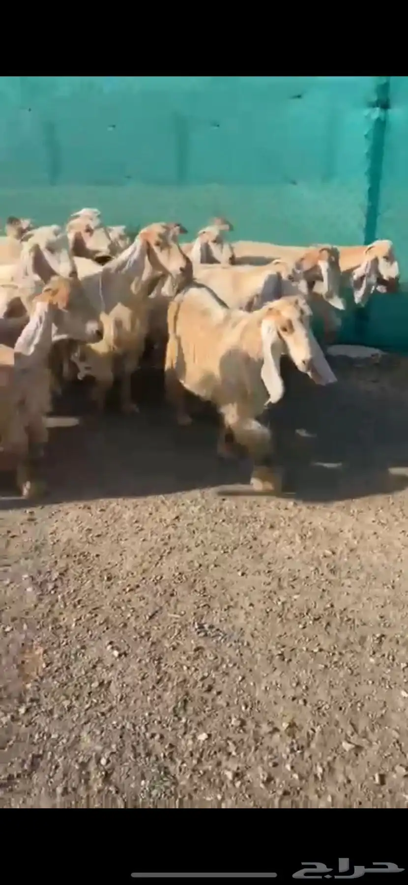جفرات عوارض صفر نوادر 0