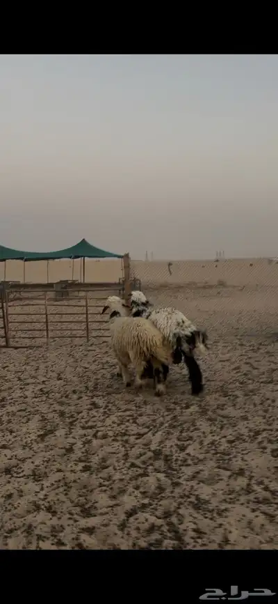خرفان دعويات 1