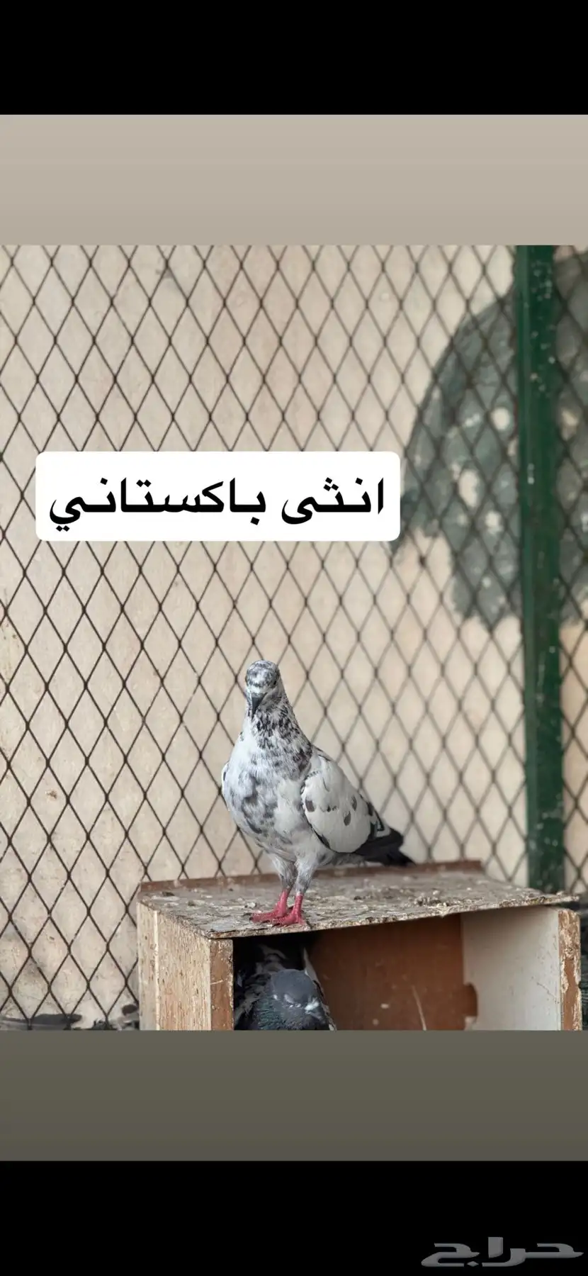حمام شماسي باكستاني صنعاوي 6