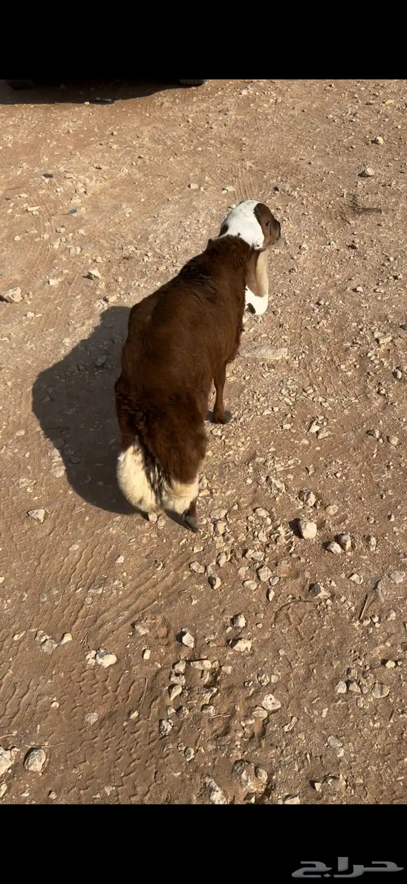 البيع خروف رفيدي سنه جذع ظهره حد الغلاق وطرفه كفو وسليم 0