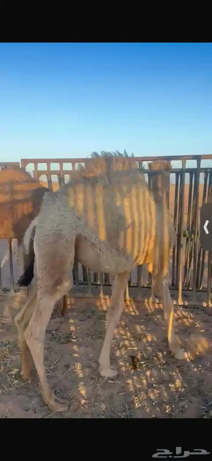 للبيع حاشي تربيه تحت امه عمره اربع اشهر واثنين حشو عمار 6اش 6