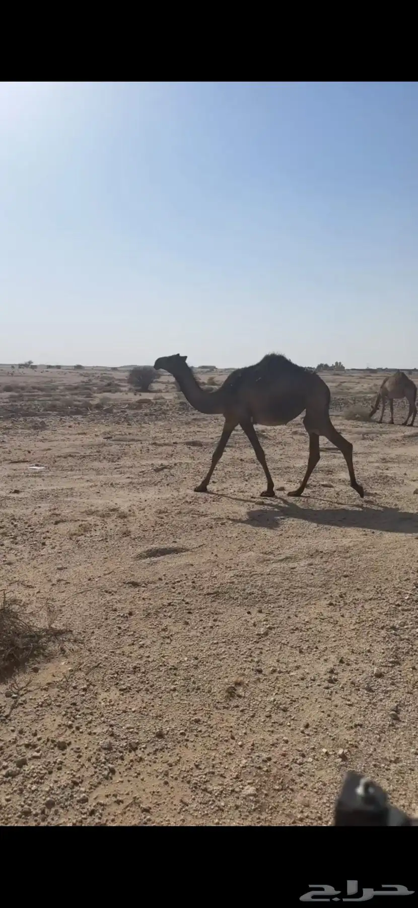 بكره صفرا 0