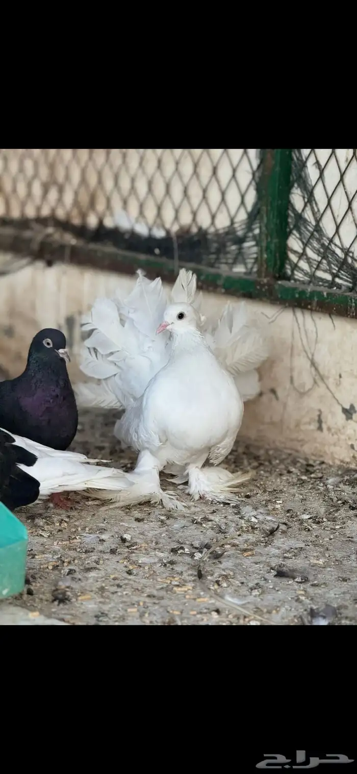 حمام شماسي باكستاني صنعاوي 9