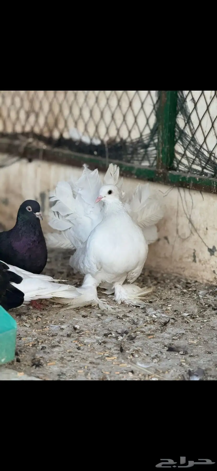 حمام شماسي باكستاني صنعاوي 9