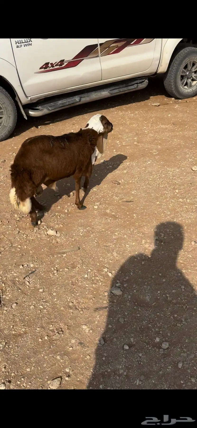 البيع خروف رفيدي سنه جذع ظهره حد الغلاق وطرفه كفو وسليم 2
