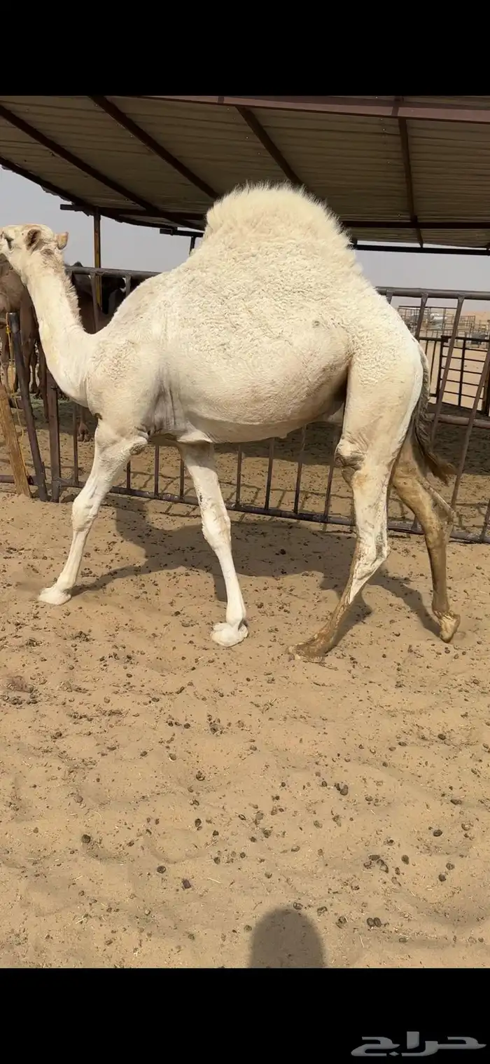 قعود كفووو للبيع رقم الجوآل 0