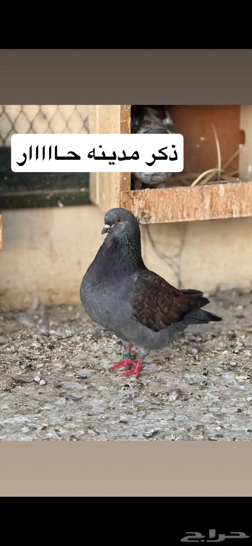 حمام شماسي باكستاني صنعاوي 10
