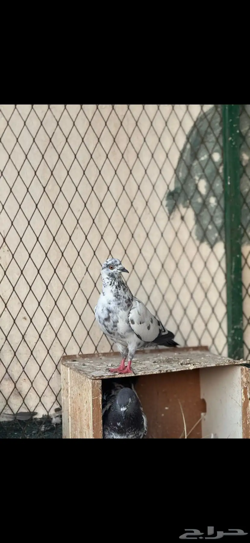 حمام شماسي باكستاني صنعاوي 5