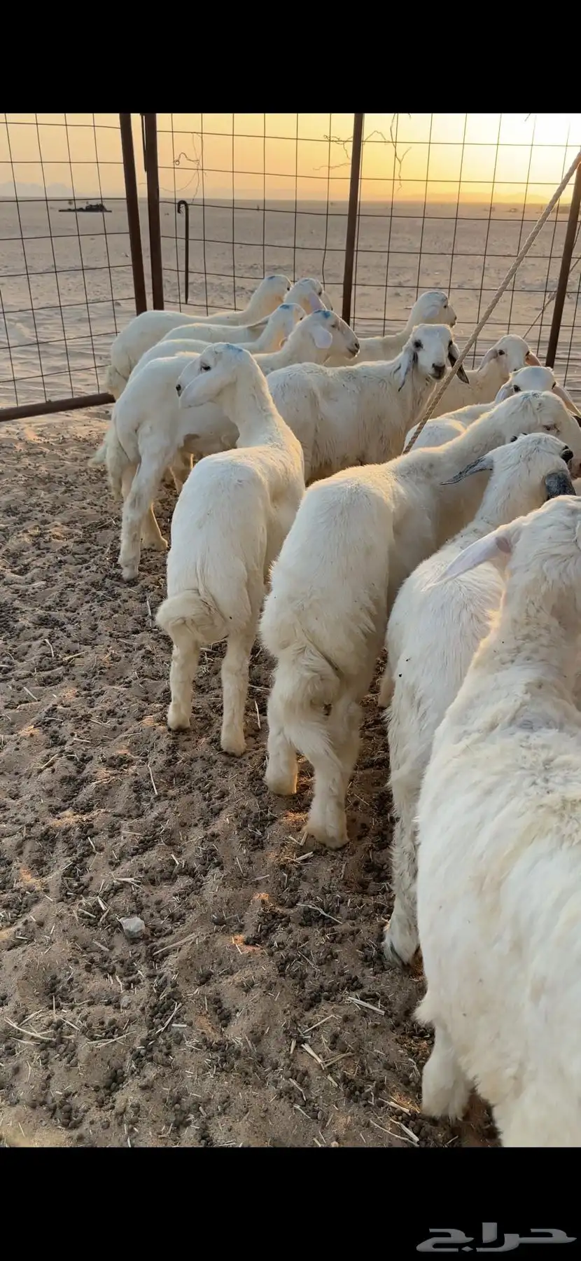 بهم حري للبيع طليان ورخل 4