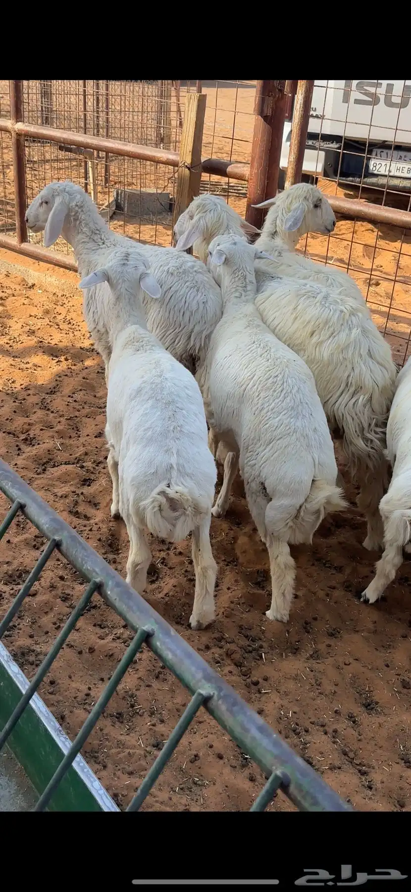 بهم العدد 15 1