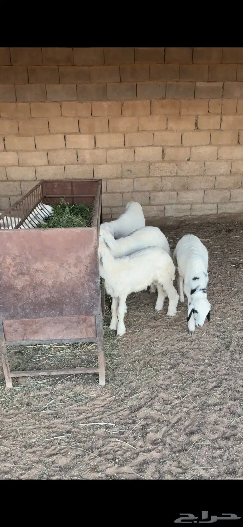 6 خرفان و ثنتين رخال 2