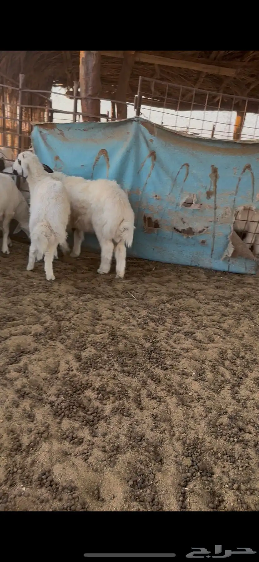 طليان طيبة 2