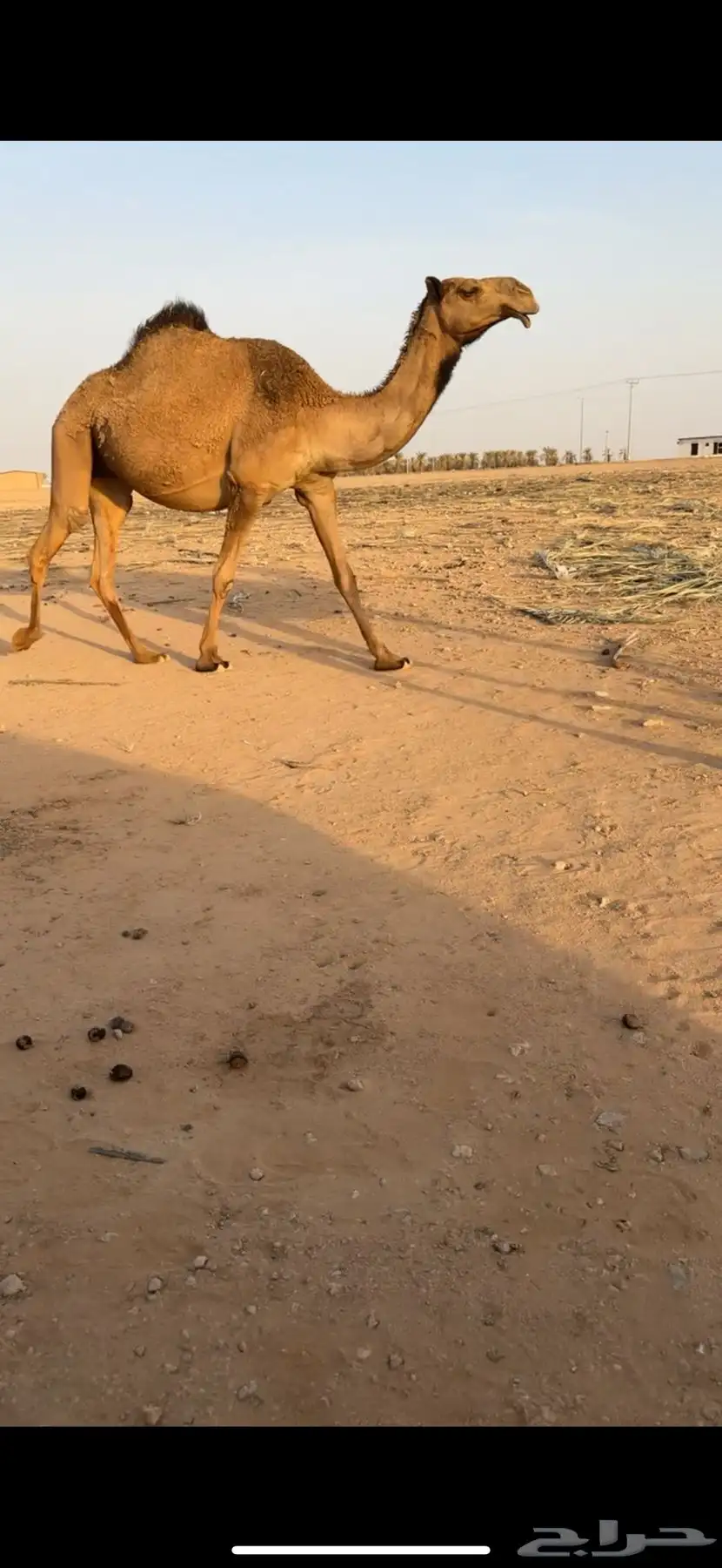 لقحه صفرا ثنيه 1