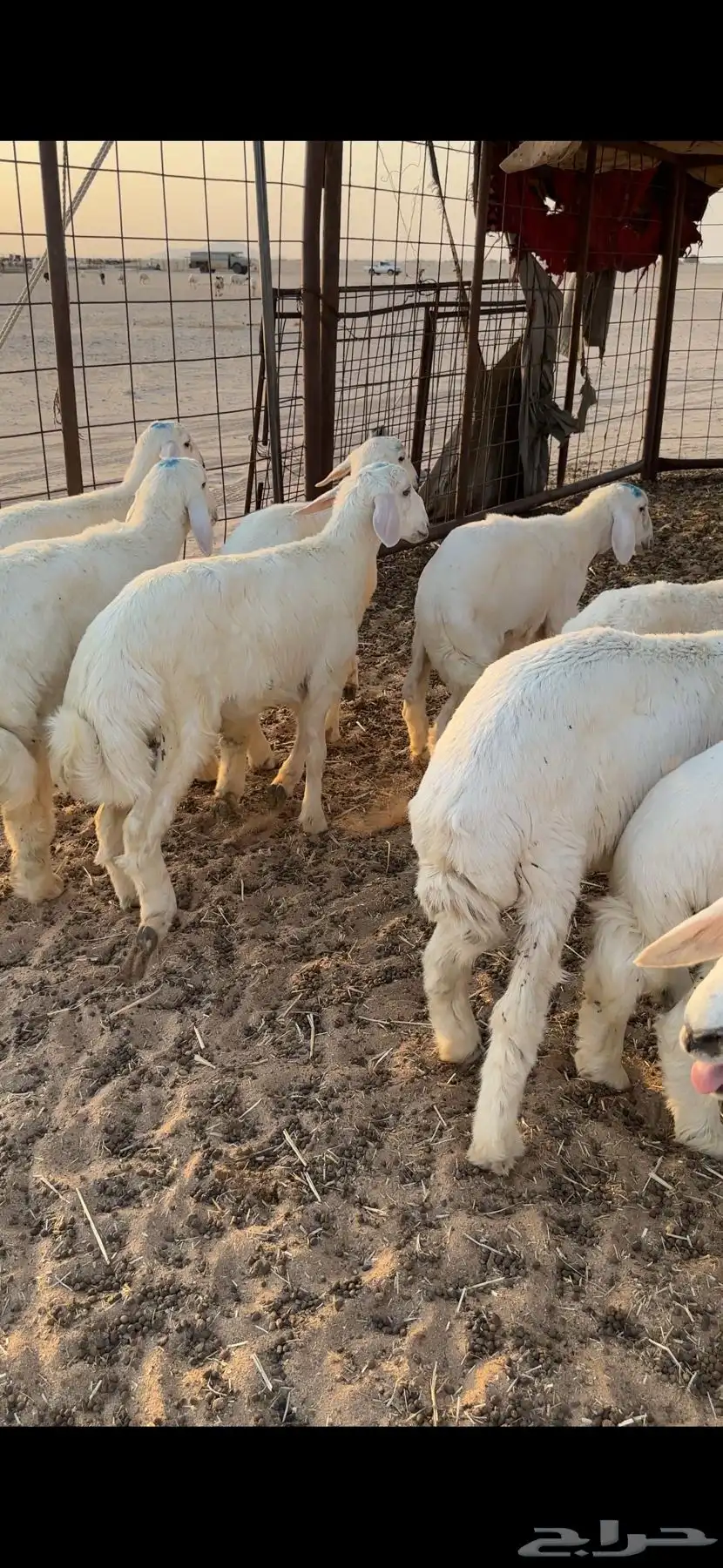 بهم حري للبيع طليان ورخل 8