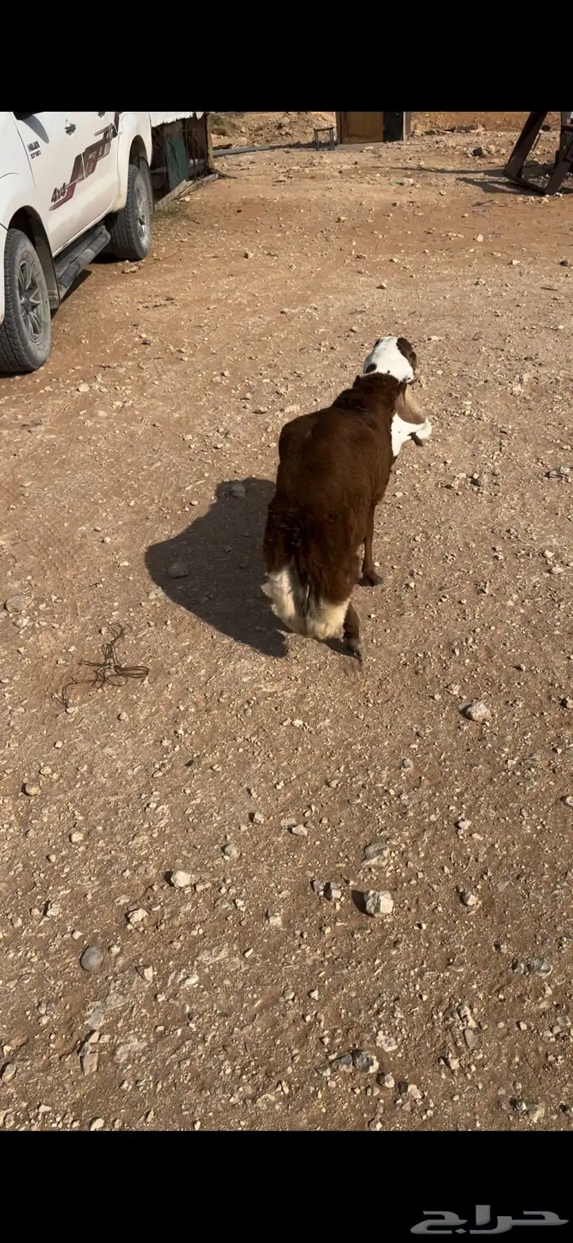 البيع خروف رفيدي سنه جذع ظهره حد الغلاق وطرفه كفو وسليم 4