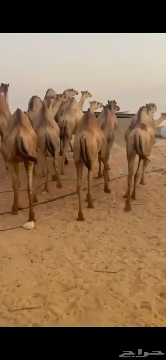 قعدان للبيع 2