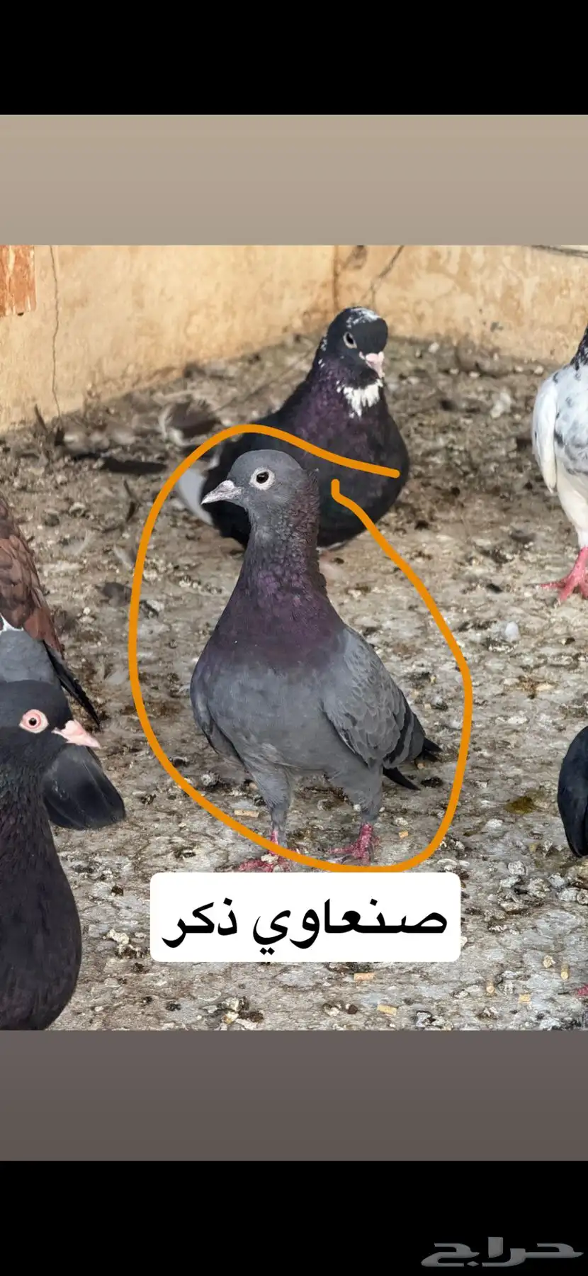 حمام شماسي باكستاني صنعاوي 4