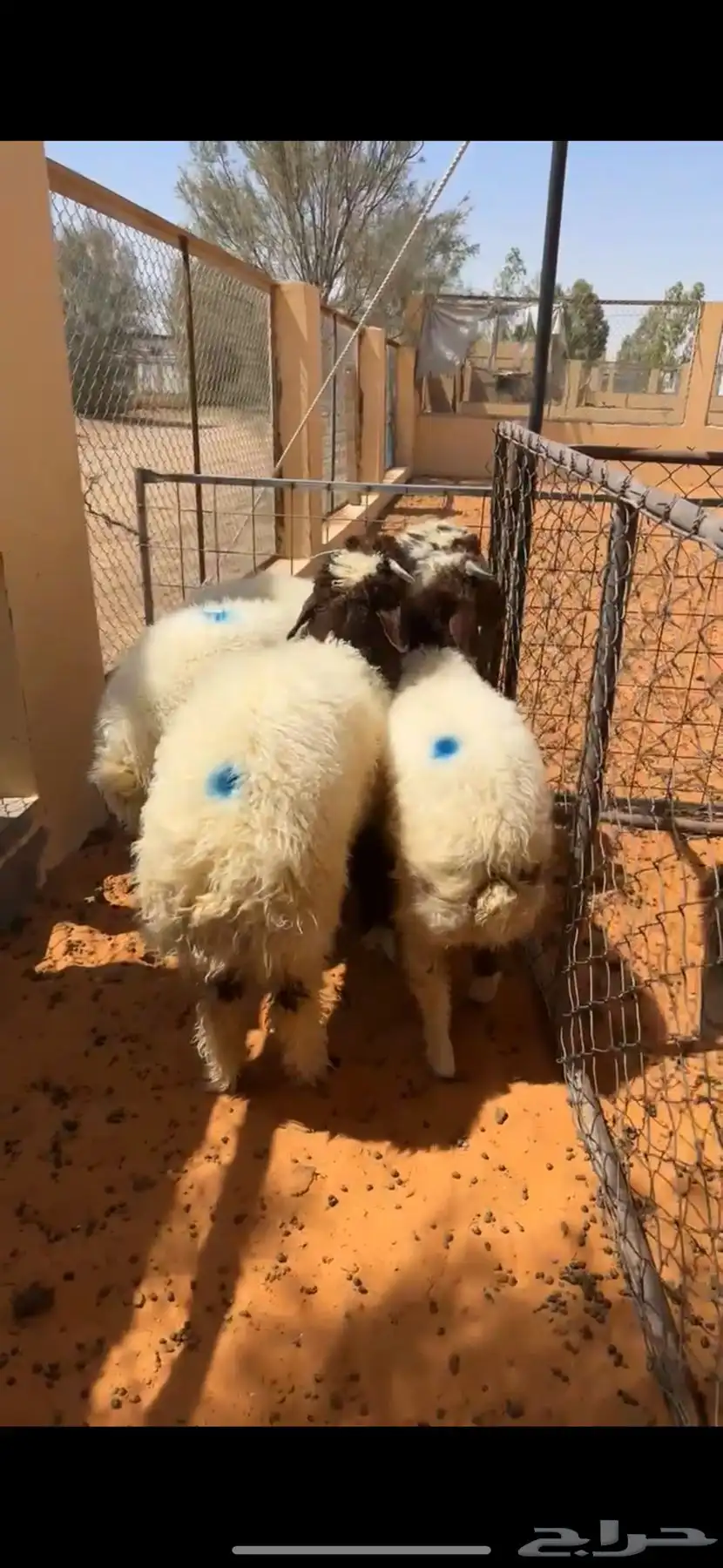 هرافا نعيم خرفان 0